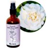 Bio-Hydrolat-Rosenwasser Weiße Rose Rose Alba, 50/100/250/500 ml 1