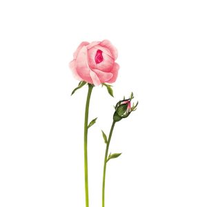 Bulgarische Bio-Rosen Bilka Collection Rosa Damascena - 1