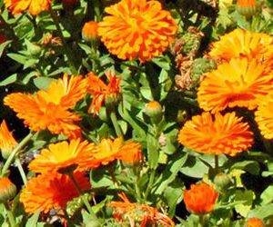100% Natürliche bulgarische Ringelblumenblüten – Getrocknete Calendula für Kräutertee und Ringelblumentee (30 g) - 2